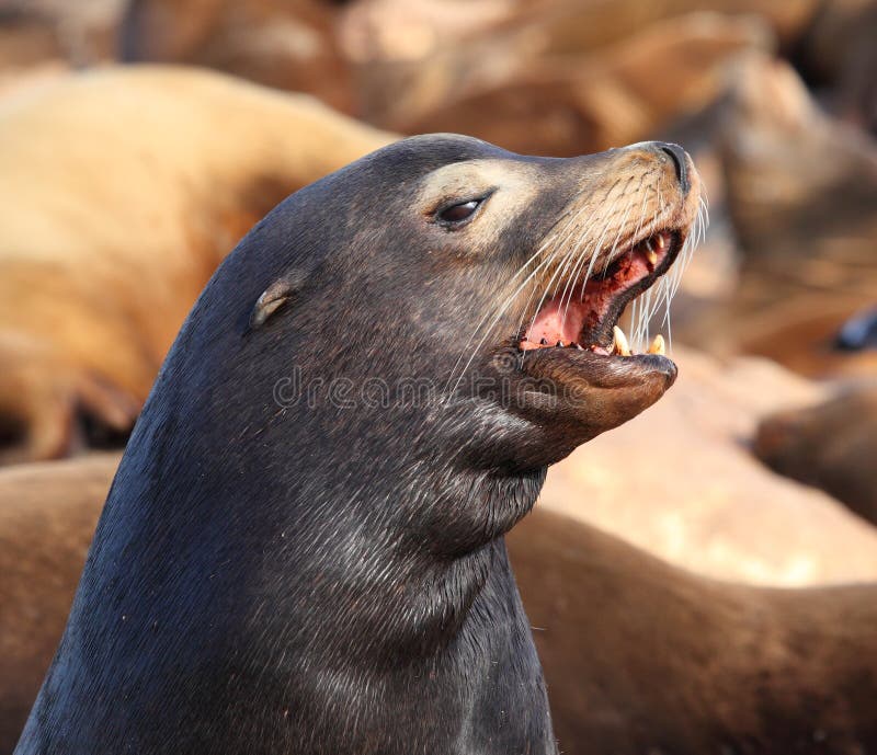 Sea Lion