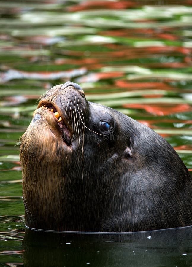 Sea Lion stock photography