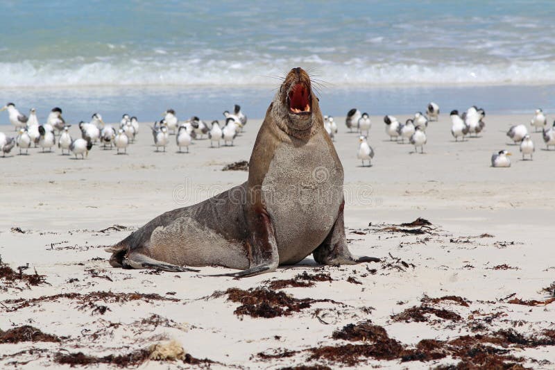 Sea lion