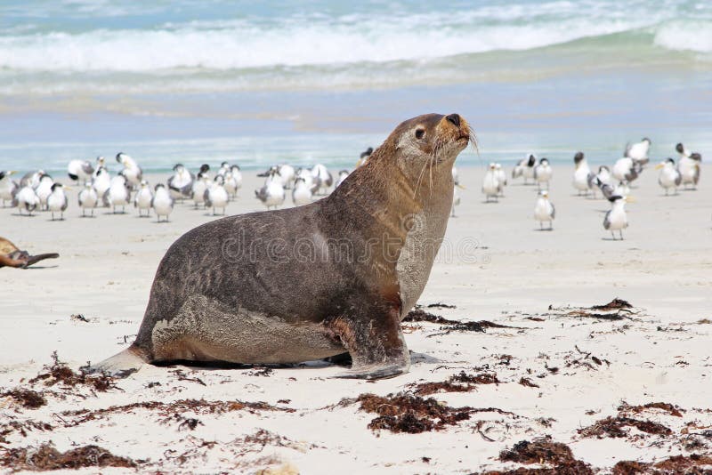Sea lion stock images Sea lion stock images