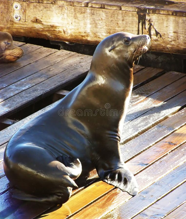 Sea Lion