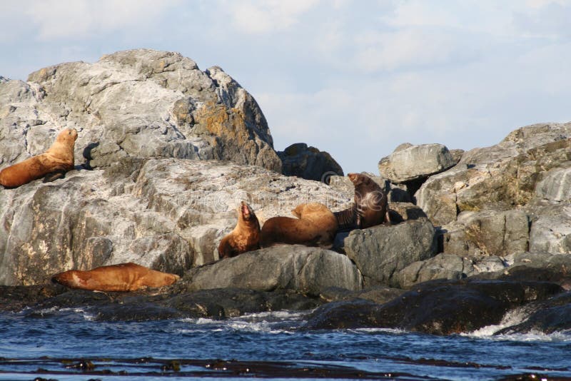 Sea lion