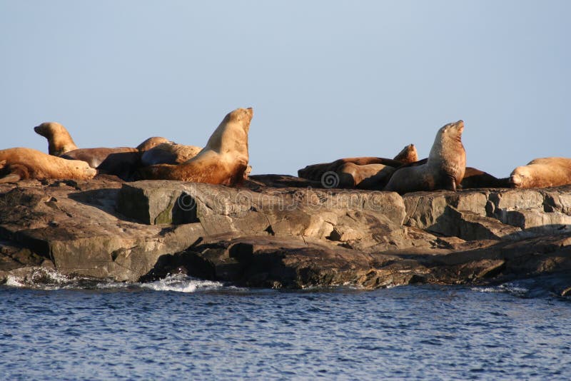 Sea lion