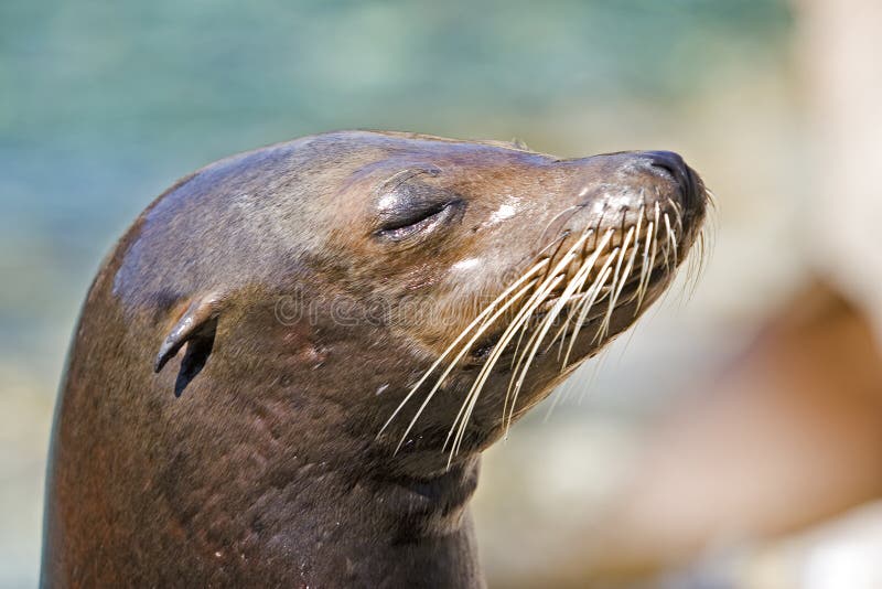 Sea Lion