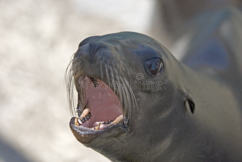 Sea Lion