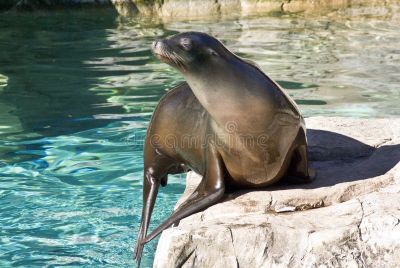 Sea lion captured on a large boulder.