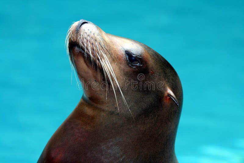 Sea Lion