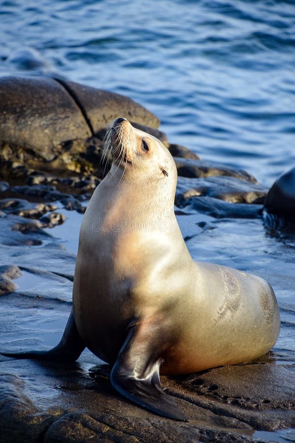 Contented Sea Lion stock image. Image of water, coast - 110982377 Contented Sea Lion stock image. Image of water, coast - 110982377