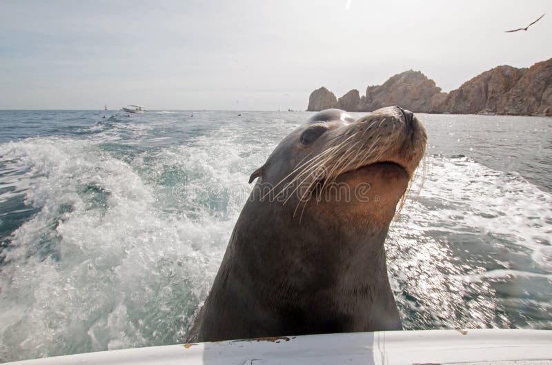 Sea Lion on the back of charter fishing boat begging for bait fish in Cabo San Lucas Baja Mexico