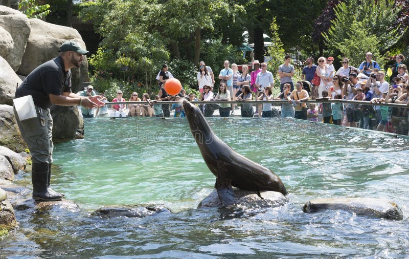 Sea Lion Balancing a Ball Central Park Zoo NYC Editorial Photography ...