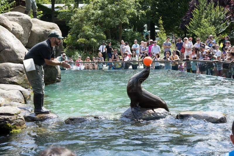 Sea Lion Balancing a Ball Central Park Zoo NYC Editorial Photo - Image ...