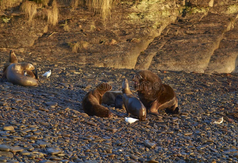 Sea Lion Colony on the Falkland Islands Stock Image - Image of shore