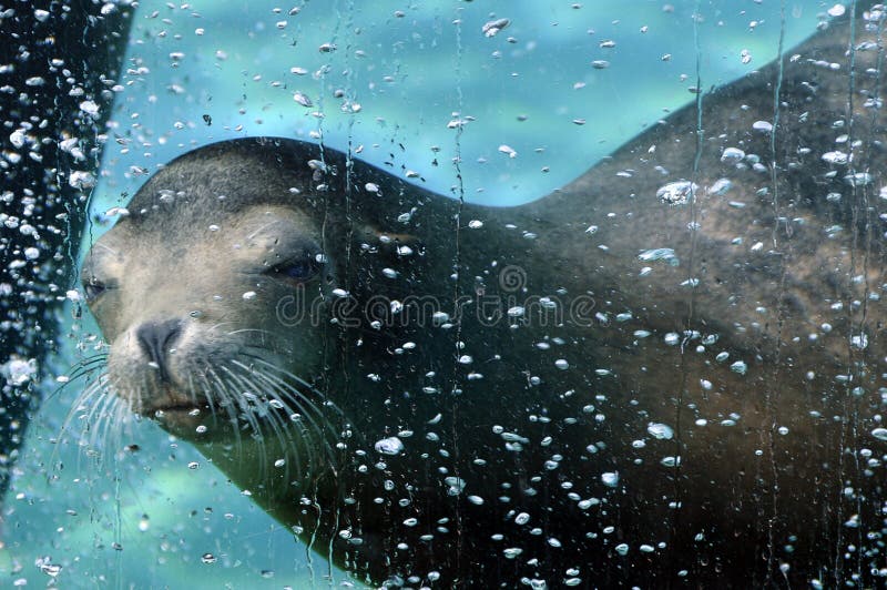 Sea lion diving underwater in a aquarium stock images