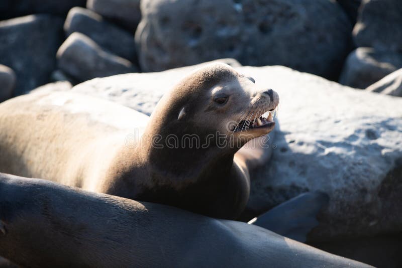 Sea Lion, Fur Seal Colony Resting on the Stone. Stock Image Image of