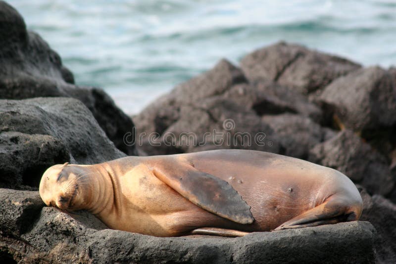 Sea Lion, Galapagos