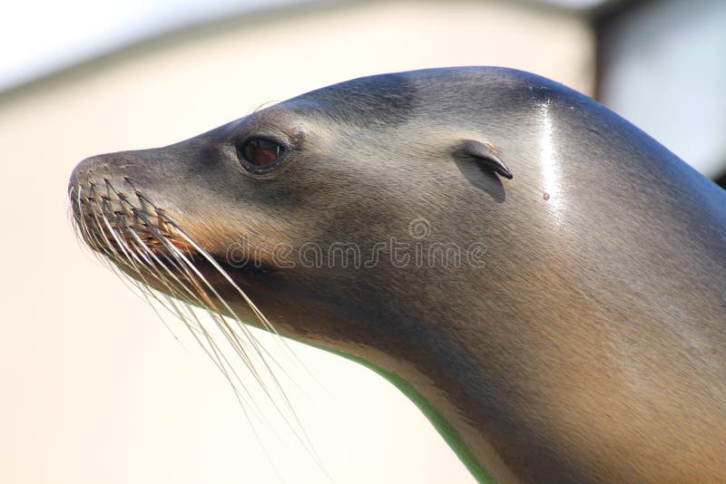 A Sea lion