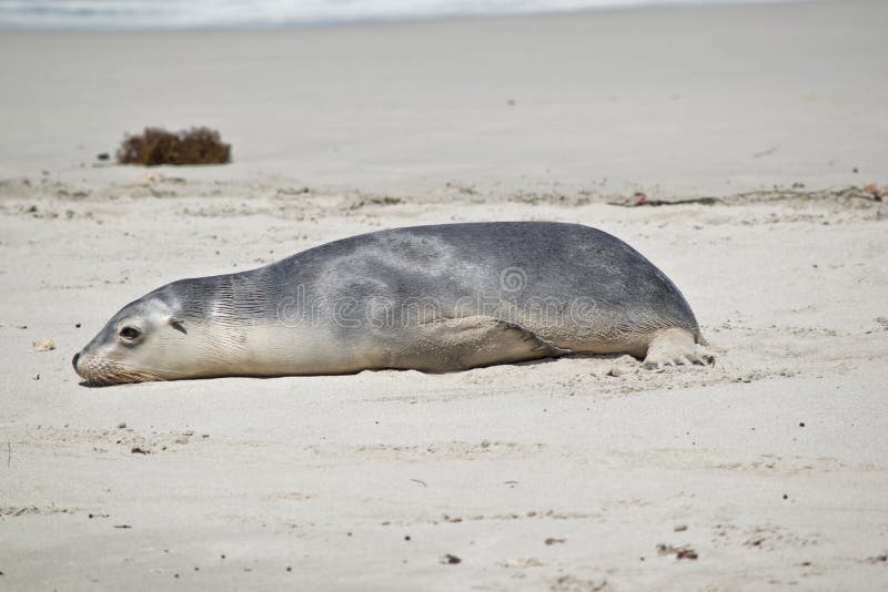 This is a Sea Lion Pup on the Beach at Seal Bay Stock Image Image of flippers, small 180780099