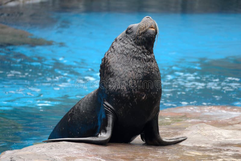 A sea lion