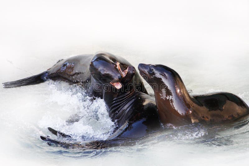 Sea lions royalty free stock photography Sea lions royalty free stock photography