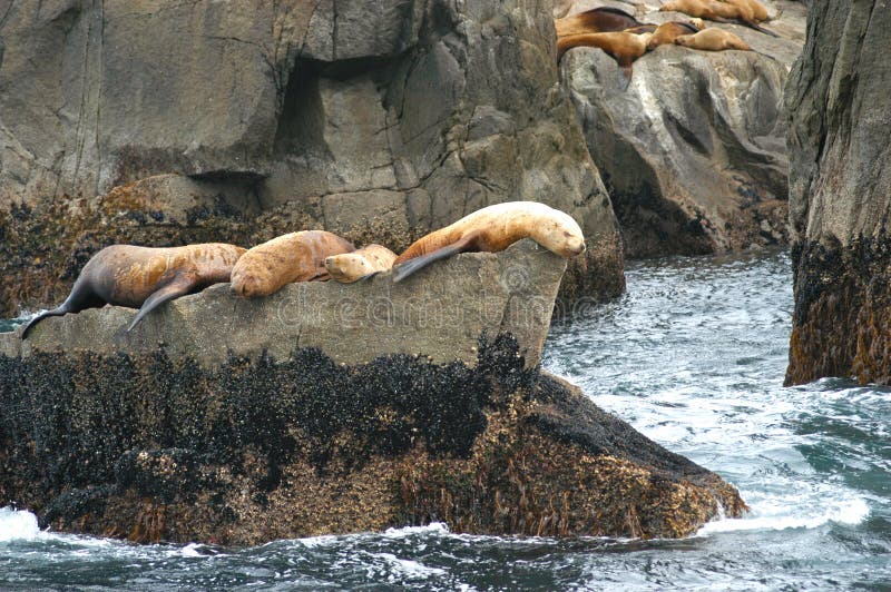 Sea Lions of Alaska stock image. Image of mammal, alaska 24811723