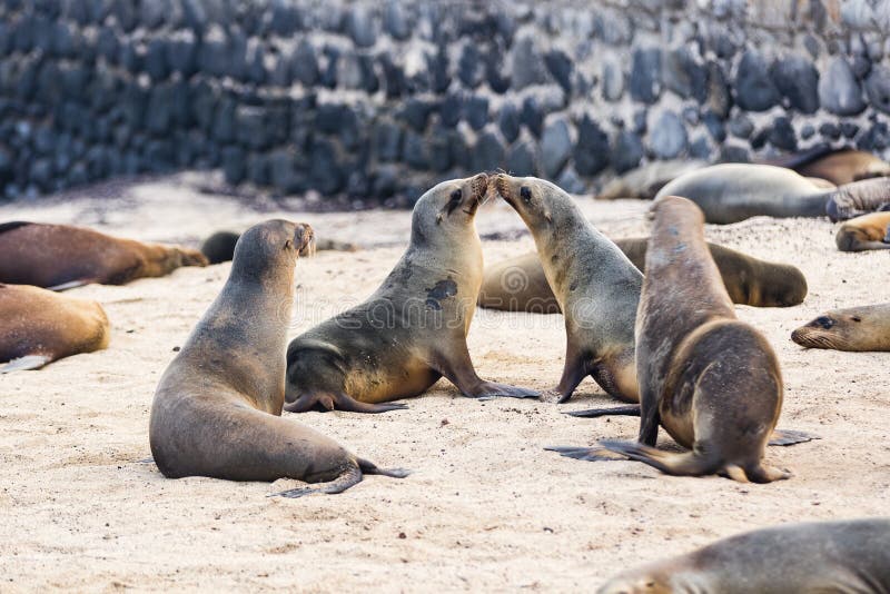Sea Lions on the beach stock photo Sea Lions on the beach stock photo
