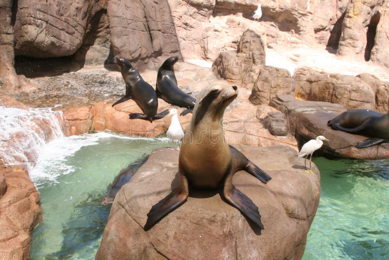 Sea lions in captivity stock image. Image of lovable 26495267