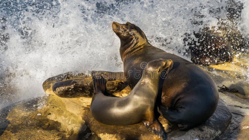 Sea lion mother, with two pups, resting on cliffs. royalty free stock photography Sea lion mother, with two pups, resting on cliffs. royalty free stock photography
