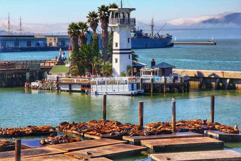 Sea lions at Pier 39 a popular tourist attraction stock photo Sea lions at Pier 39 a popular tourist attraction stock photo