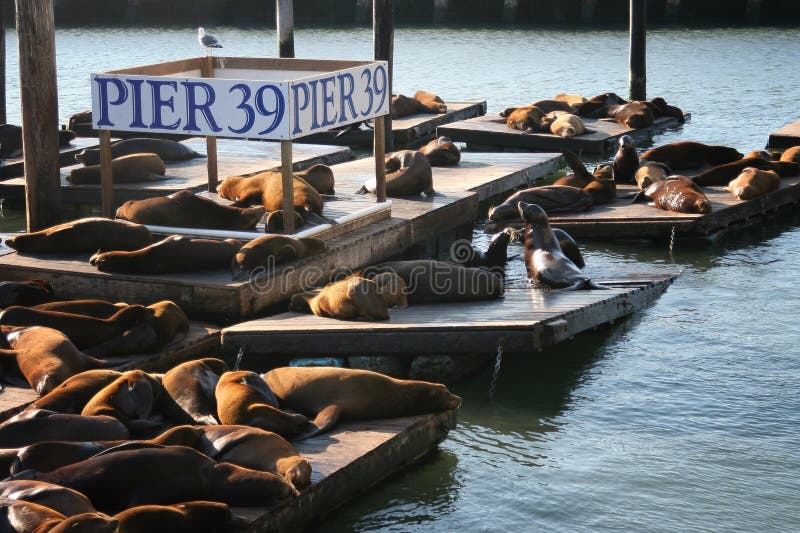 Sea Lions at Pier 39, San Franscisco