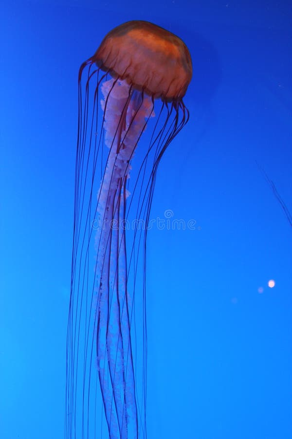 Sea Nettle (Chrysaora quinquecirrha) Jellyfish