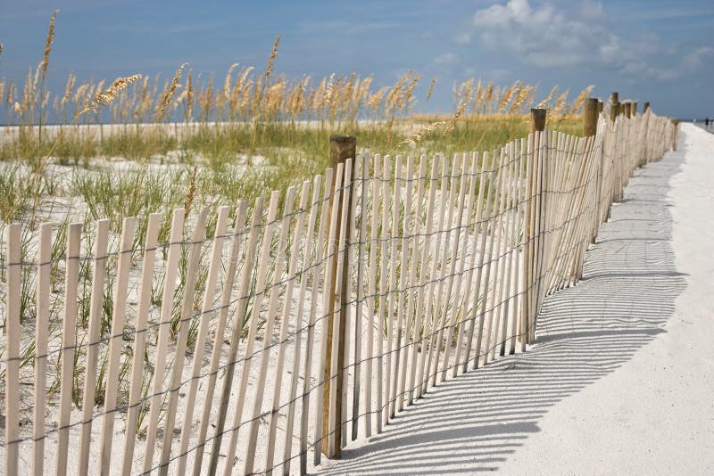 Sea Oats at the Beach