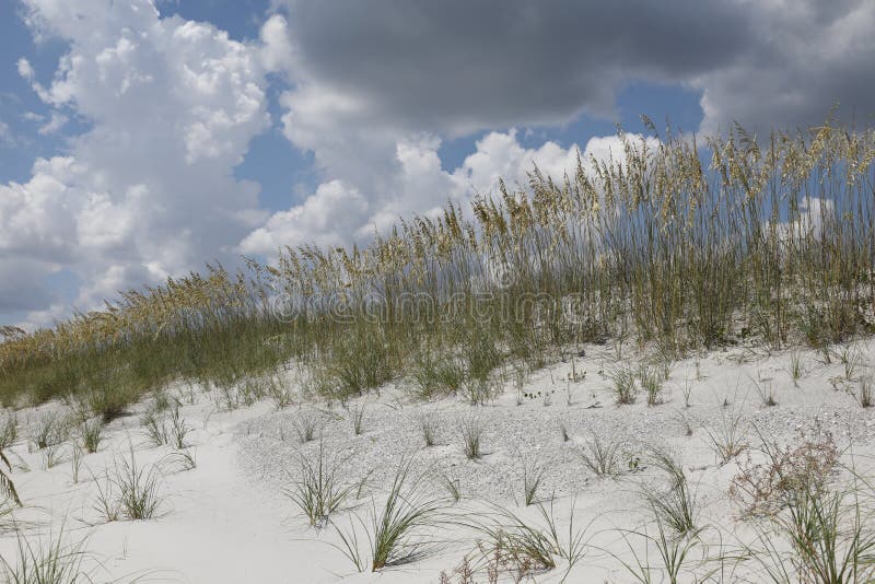 Sea oats on a beach stock image. Image of outdoor, ocean - 215513389