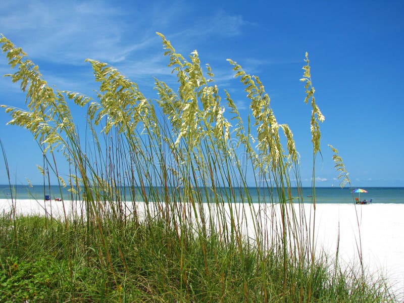 Sea Oats and Beach stock image. Image of sand, oceans 6870235