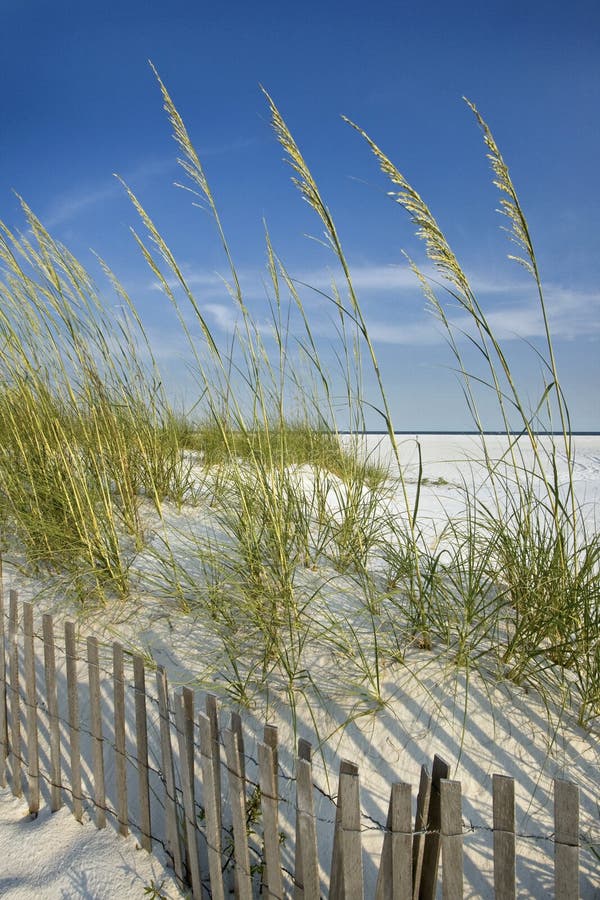 Sea Oats and Dune Fence