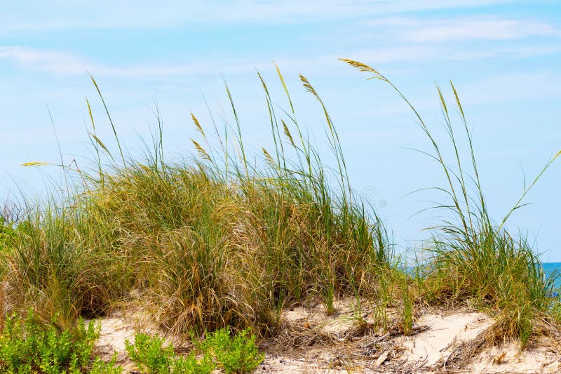 Sea oats and sand dunes stock photo. Image of beach 279232122