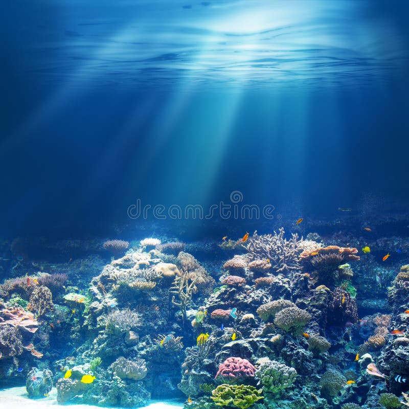 Sea or ocean underwater coral reef snorkeling or diving