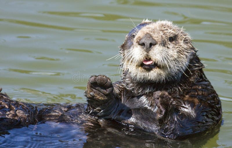 Sea otter floating on a warm sunny day. Sea otter floating on a warm sunny day