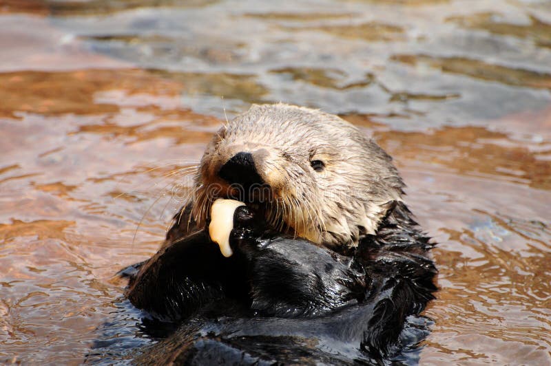 Sea otter feeding