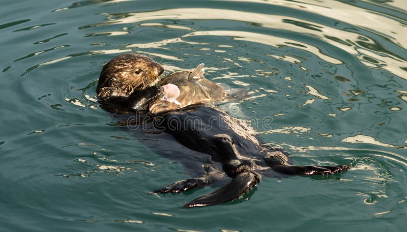 Sea Otter Feeding Fish Marine Harbor Wildlife