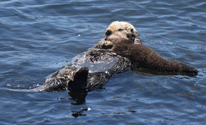 Sea Otter with Her Pup in Morro Bay California Stock Photo - Image of ...