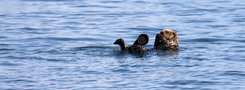 Sea Otter - Kenai Fjords National Park