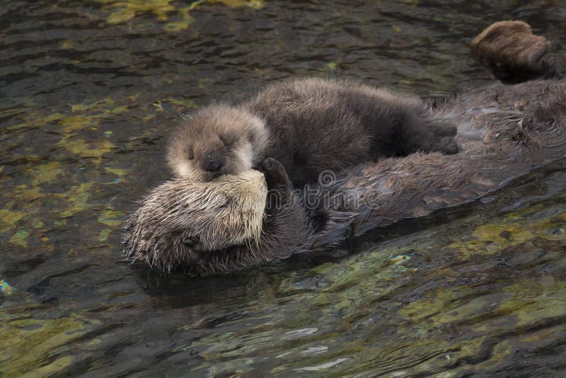 A one day old sea otter pup sleeps on its mother in Monterey Bay, California. A one day old sea otter pup sleeps on its mother in Monterey Bay, California.