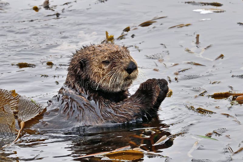 A Sea Otter Playing with Sea Weeds Stock Image - Image of declining ...