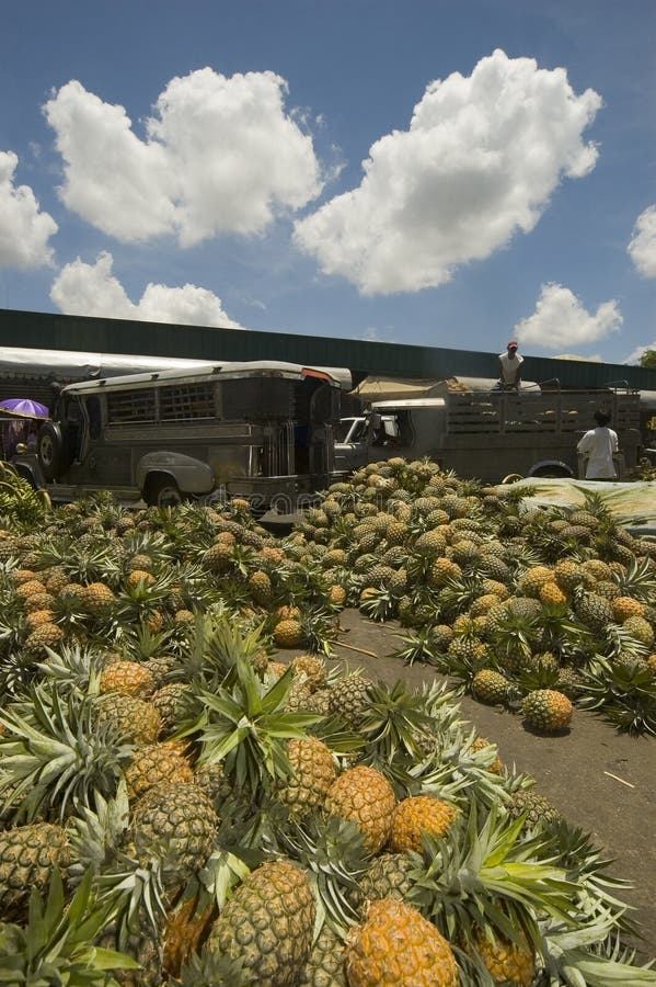 Sea of Pineapple