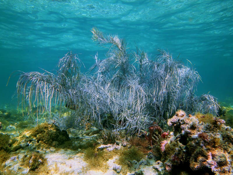 Sea Plume in a Shallow Coral Reef Stock Photo Image of