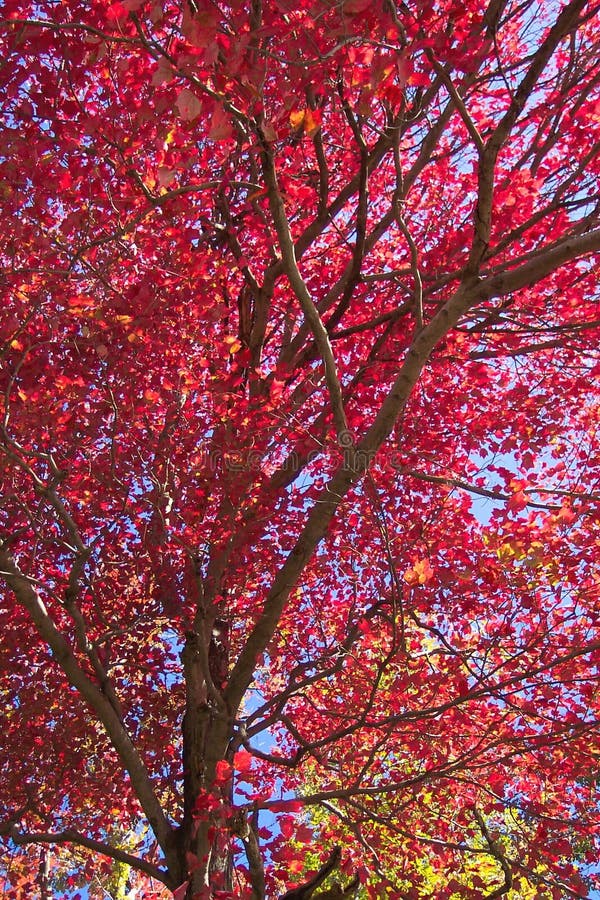 Download Sea of Red stock image. Image of october, leaves, branches - 30063