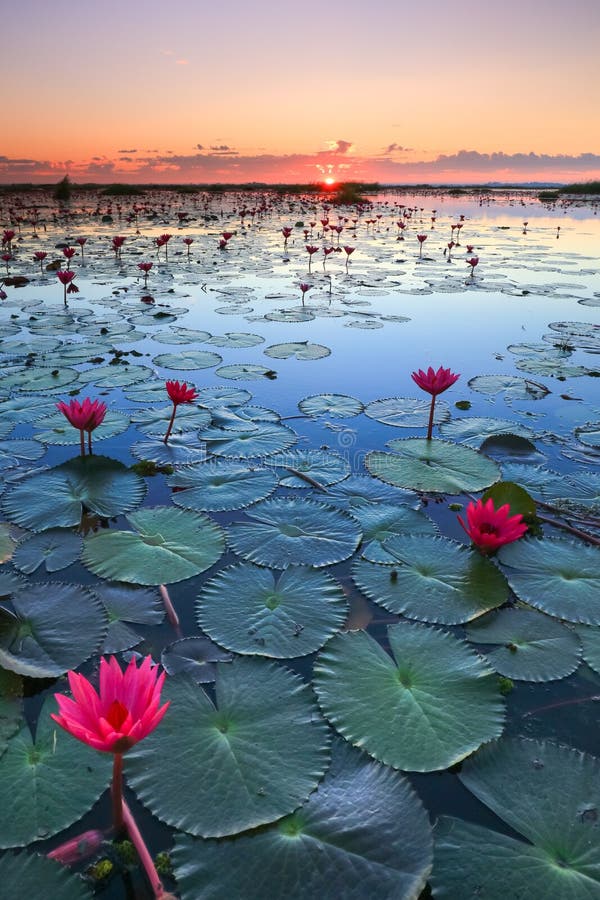 The sea of red lotus, Lake Nong Harn, Udon Thani, Thailand royalty free stock image The sea of red lotus, Lake Nong Harn, Udon Thani, Thailand royalty free stock image