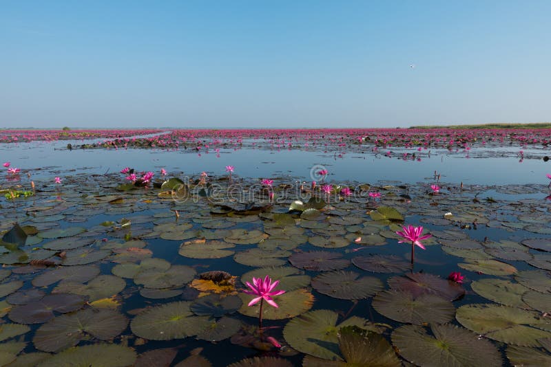 The Sea Of Red Lotus At Nong Han Lake National Park Udon Thani Stock