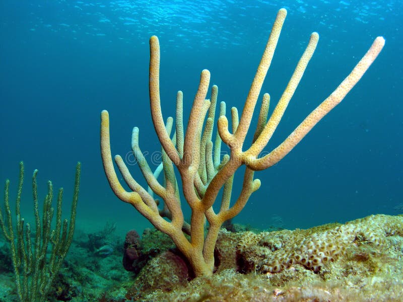 Sea Rod Coral