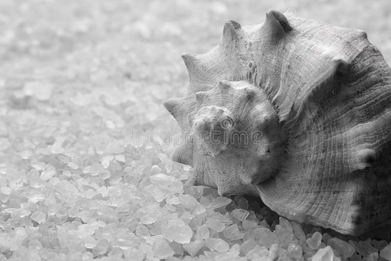 Sea salt crystals stock image. Image of natural, conch 84417485